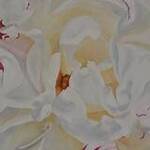 Immagine: Peonia bianca