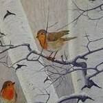 Immagine: Pettirosso