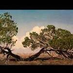 Immagine: Pini maremma