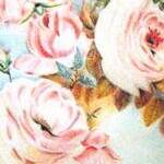 Immagine: Rose 2