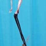 Immagine: Scultura