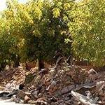 Immagine: Terremoto 2010: foto 11