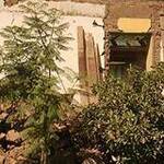 Immagine: Terremoto 2010: foto 39