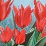 Immagine: Tulipani