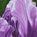 Immagine: Tulipano viola
