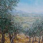 Immagine: Uliveto in collina