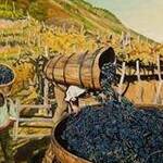 Immagine: Vendemmia I