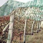 Immagine: Vigneto a Faedo