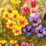 Immagine: Viola del Pensieo (Violets)