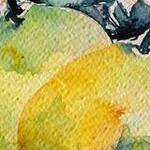 Immagine: Cedri