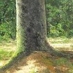 Immagine: Foto 4