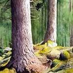 Immagine: "Sottobosco"