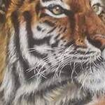 Immagine: Ravelli 10